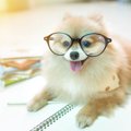 犬用品の収納アイデ…