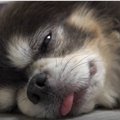たまらん！かわいい…
