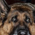 犬の『白内障』の初…