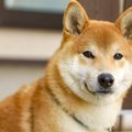 意外と知らない！犬…