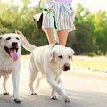犬が散歩中に地面に…