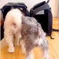 犬2匹が『キャリーバ…