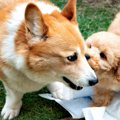 『消極的な性格の犬…