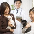 犬の扁平上皮癌とは…