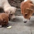 怯える野良犬家族と…
