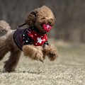 犬が音の鳴るおもち…