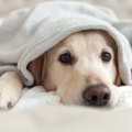 愛情不足な犬がみせ…