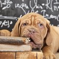 犬のゲノム改良版で…