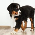 犬が落ち着けないNG…