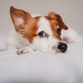『耳が悪い犬』がす…
