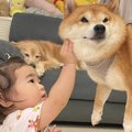 爪切りが苦手な犬→頑…