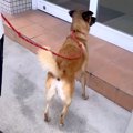 お出かけに大喜びす…