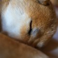 犬が『睡眠不足』に…