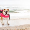 愛犬と一緒に海水浴…