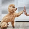 トイプードルが可愛…