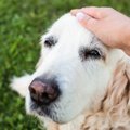 10歳以降の犬の認知…