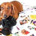 犬にカメラを向ける…