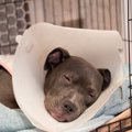 愛犬を『寝たきり』…