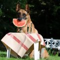 犬の歯肉炎・歯周炎…
