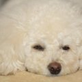 犬の『機嫌が悪い』…