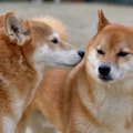 愛犬から『変なにお…