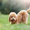 犬が『しっぽを振っ…
