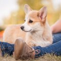 犬が飼い主にわざと…