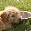 犬が水を飲まない時…