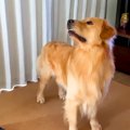 大型犬が『またお留…