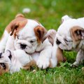 パピーパーティーに…