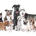 大型犬は小型犬より…