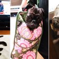 ウメとの〜んびり! i…