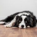犬が『楽しくない』…