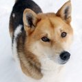 雑種犬ならではの３…