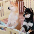 犬が直立するのはな…