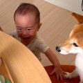 犬が『赤ちゃんの椅…