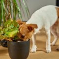 犬にとって危険な『6…