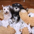 犬は見逃さない…！飼…