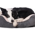 犬のベッドにしては…