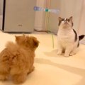 赤ちゃんの頃から『3…
