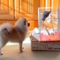 犬が『実家のインコ…