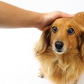 知っておきたい犬の…