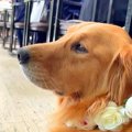 大型犬に『結婚式で…