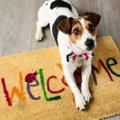 初めて犬を飼った人…