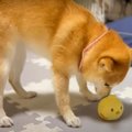 犬の誕生日後に起こ…