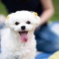 小型犬を飼う時に絶…