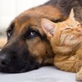 犬と猫の感情表現の…