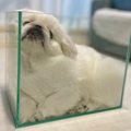 液体になるはずが...…