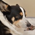 犬が『無視してくる…