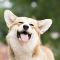 犬が『幸せを感じて…